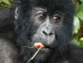/album/galleria-fotografica/gorillino-parco-nazionale-dei-vulcani-rwanda-2010-copia-jpg/